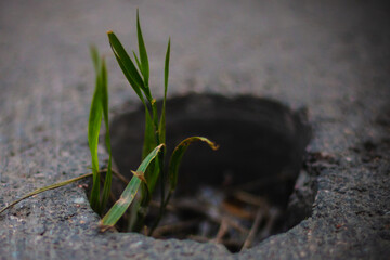 green leaves grow from asphalt
