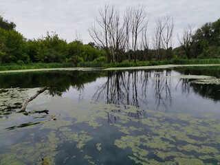 Overgrown small lake in Torun.