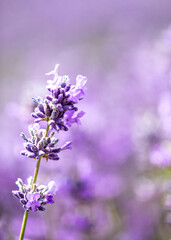 Fototapeta premium Cotswolds lavender fields in full bloom at Snowshill Lavender farm in Gloucestershire.