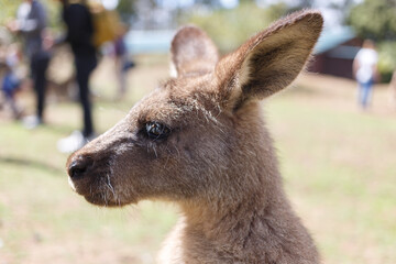 Fototapeta premium A close up of a young kangaroo 