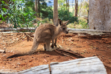 a baby kangaroo in Tasmania