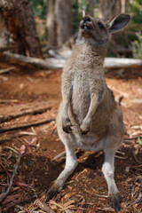 A roaring kangaroo in Tasmania