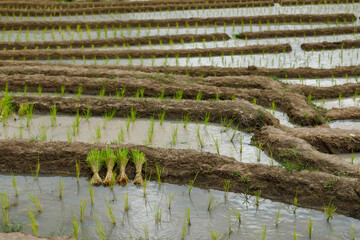 Green Terraced Rice Field in Pa Pong Pieng, Mae Chaem, Chiang Mai Province, Thailand