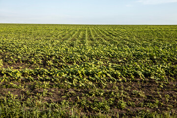 field sown with sunflowers. Beautiful rows of young plants