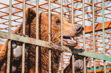 The brown bear holds on to the metal rods of the cage with its paws. Keeping a wild animal behind...