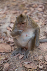Fat monkey