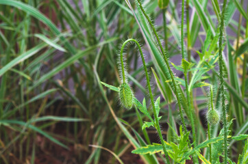 Poppy Flower in the Grass