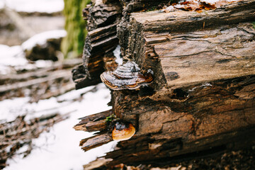 Brilliant mushrooms on a tree that fell in the woods. - obrazy, fototapety, plakaty