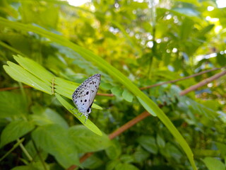 White small butterfly On the green leaves in nature.