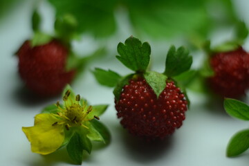 Decorative wild strawberry (potentilla indica) with green leaves and yellow flower close-up
