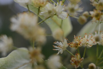 Beautiful yellow blooming linden tree