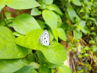 White small butterfly On the green leaves in nature.