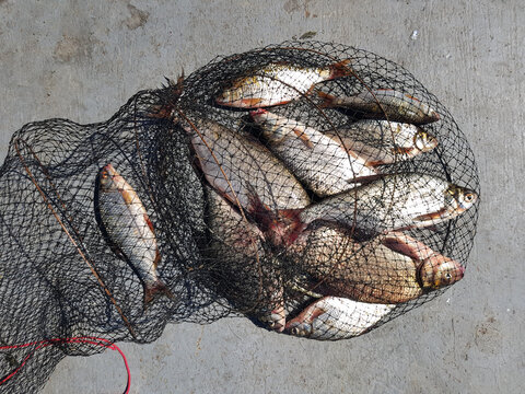 Fishing concept. Freshwater fish on keepnet with fishery catch in it.