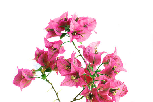 pink bougainvilleas on white