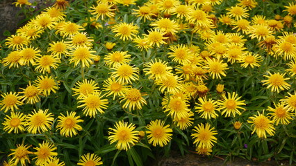 Irish fleabane Inula salicina