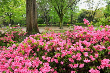 躑躅咲く晩春の雨あがりの公園風景