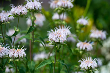 Monarda in mixborders on the flowerbed in the garden.