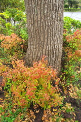 Fototapeta premium 雨上りの公園の楠木の根元と若葉