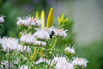 Monarda in mixborders on the flowerbed in the garden.