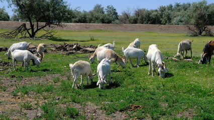 Obraz na płótnie Canvas A herd of goats in the field