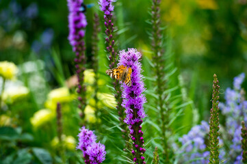  Liatris begins to blossom in small violet flowers.  Mixborders on the flowerbed in the garden.