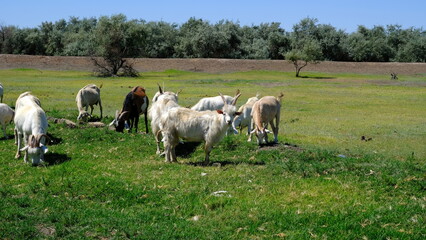 Fototapeta na wymiar A herd of goats in the field