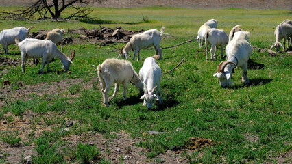 Obraz na płótnie Canvas A herd of goats in the field