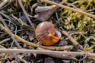 An empty snail shell brown