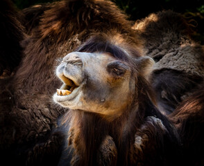 Camel portrait with mouth open