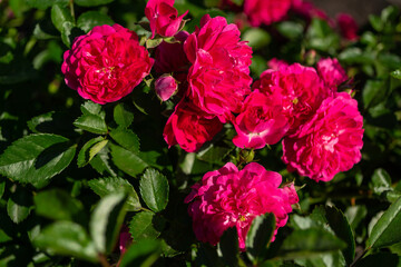 Pink small roses, green leaves
