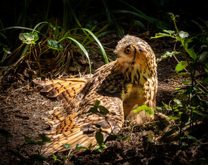 Eagle owl sitting on the ground