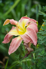 Daylilies spider in mixborders on the flowerbed in the garden. Gardening