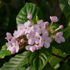 Luculia Gratissima Rubiaceae Flower