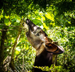 okapi eating hay in the zoo