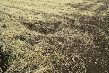 緑肥の鋤き込まれた後の春の畑風景