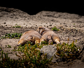 Two prairie dogs sleeping together