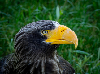 Sea eagle portrait close up