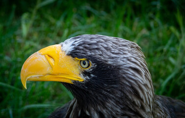 Sea eagle portrait close up