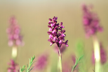 Wild orchid flowering in colorful spring steppe, Ukraine, Europe.