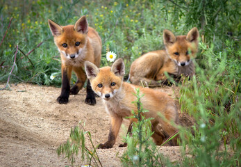 Cute red fox babies near its den.