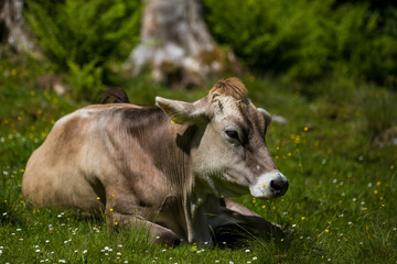 Portrait einer schönen Kuh