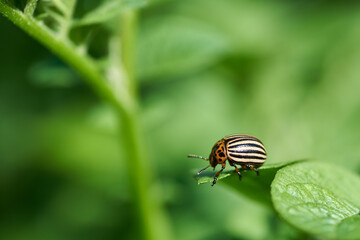 Close-up photo of a potato beetle on a plant leaf in a field. Suitable for protection or pest control for agriculture.