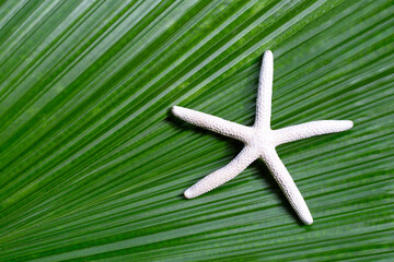 Fototapeta na wymiar Starfish on tropical palm leaves. Enjoy summer holiday concept.