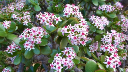 Closeup of Jade Plant / Crassula ovata Flowers in Nature