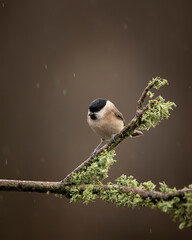 Image of Marsh Tit bird Poecile Palustris in garden on branch in Spring sunshine