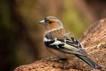 Stunning Chaffinch Fringilla Coelebs on branch in Spring sunshine