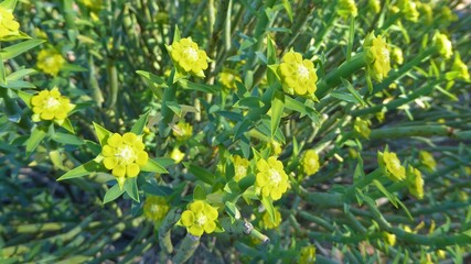 Beautiful Yellow Flowers on a Euphorbia Plant, Early Morning