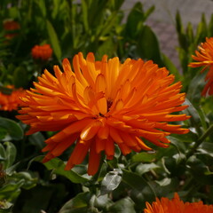 Close up Orange Calendula Flowers