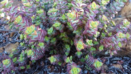 Reddening Leaves of a Drought-stressed Crassula Plant