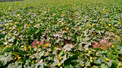 Obraz premium Naturally Green Fields of Vegetables 